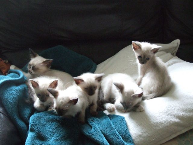Snowshoe Kittens for Sale in Michigan
