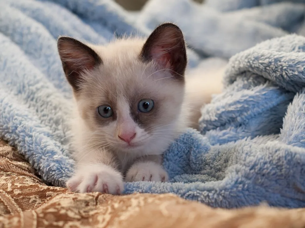 Snowshoe Kittens for Sale in California